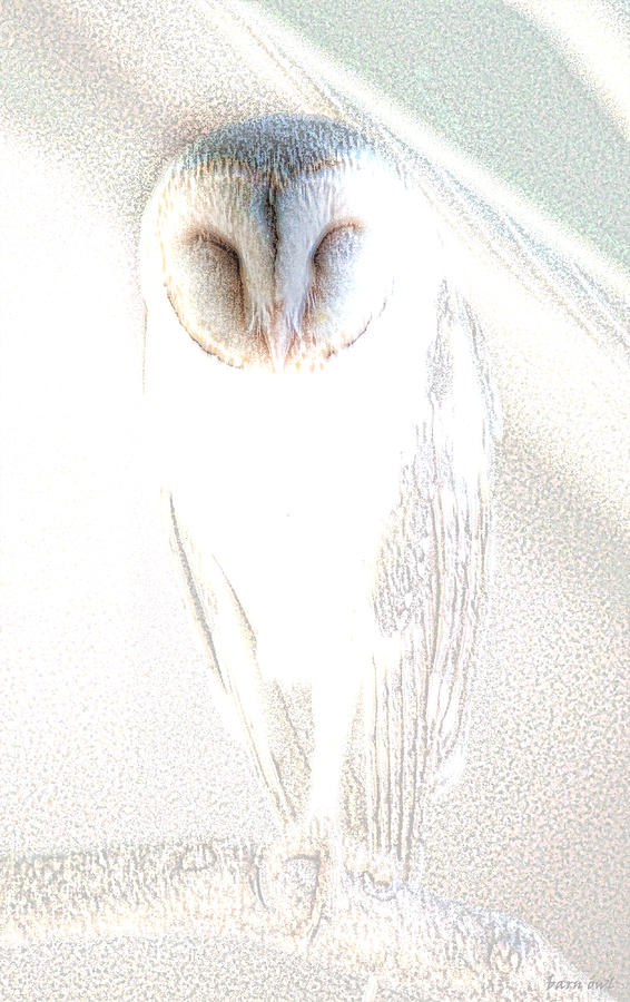 Animal Photograph - Barn Owl by Holly Kempe
