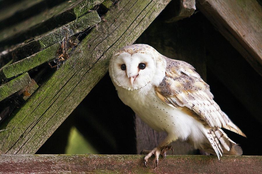 Barn Owl In A Derelict Building Photograph by Linda Wright/science ...