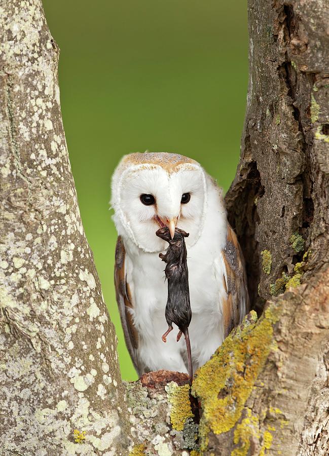 Barn Owl In A Tree With Prey Photograph by John Devries/science Photo ...