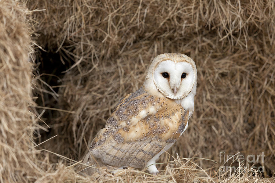 Barn Owl in Barn Photograph by Philip Pound - Fine Art America