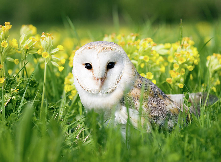 Barn Owl In Field Of Cowslips Photograph By John Devries Science