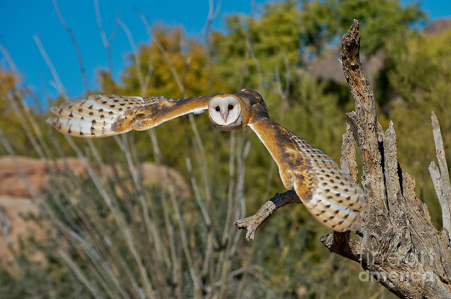 Barn Owl In Flight Photograph by Anthony Mercieca