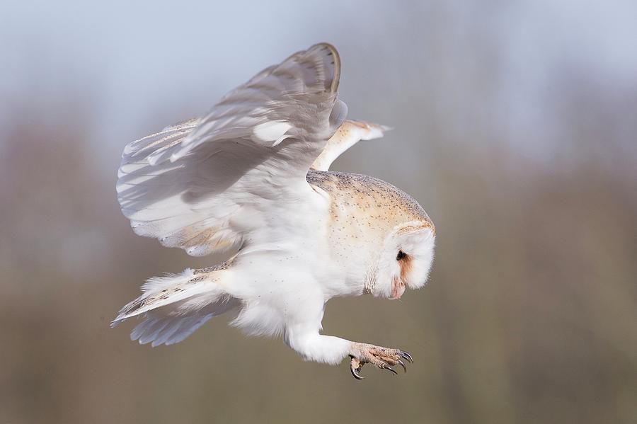 Barn Owl In Flight Before Landing Photograph by Linda Wright