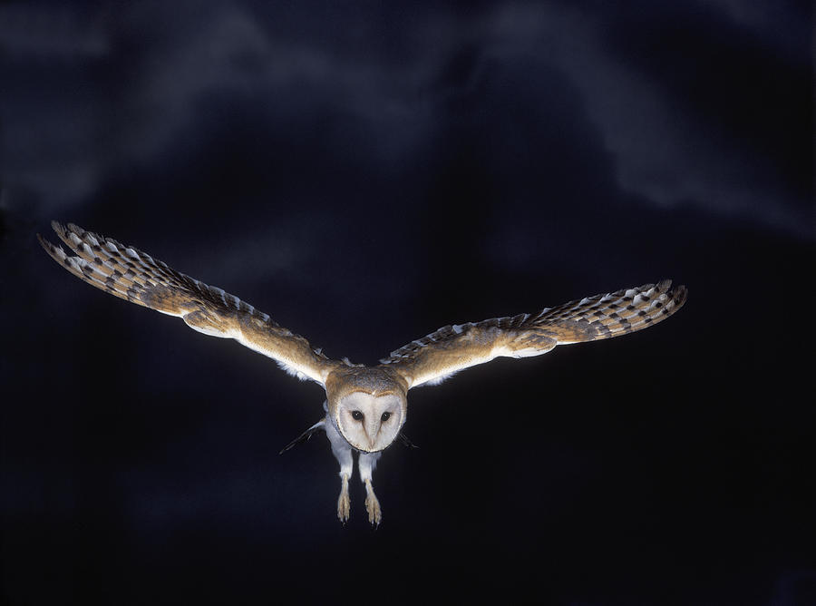 Barn Owl In Flight Photograph by Jean-Michel Labat
