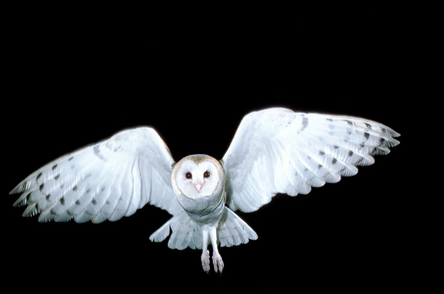 Barn Owl In Flight Photograph by Phil A. Dotson