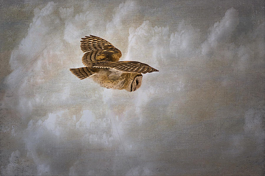 Barn Owl in Flight Photograph by Priscilla Burgers