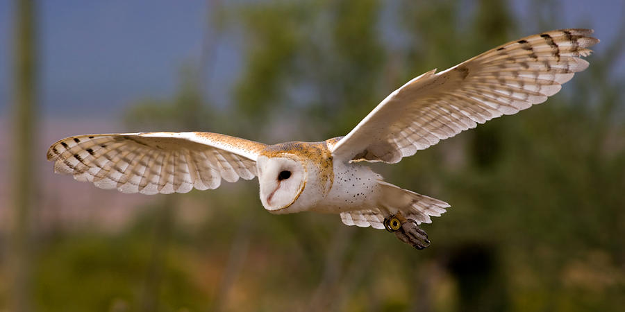 Barn Owl In Flight Photograph