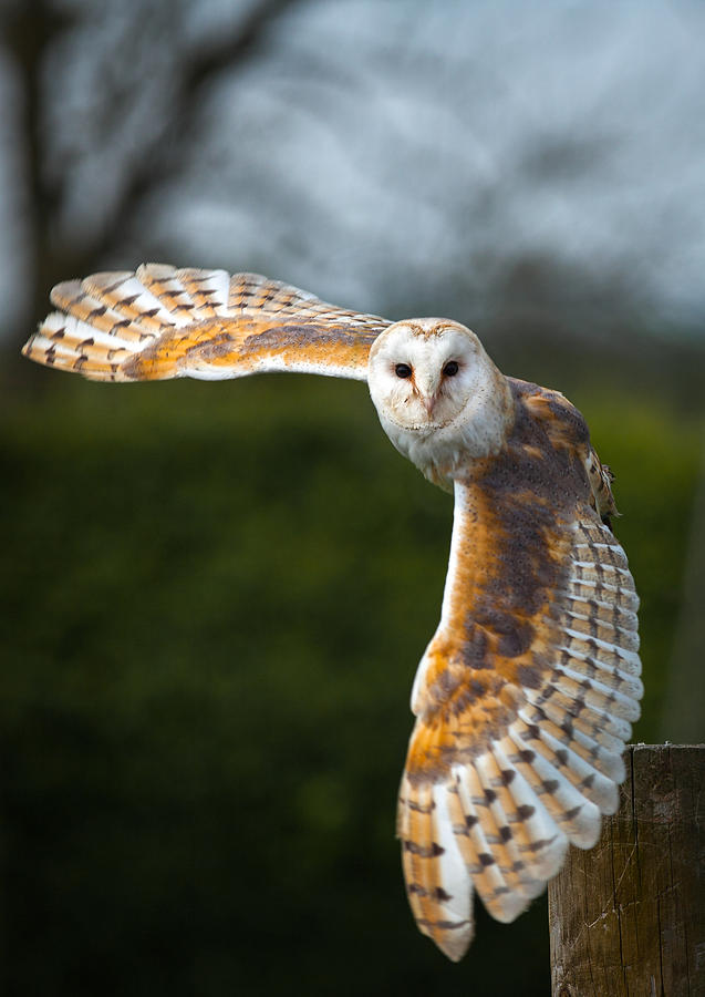 Barn Owl In Flight Photograph