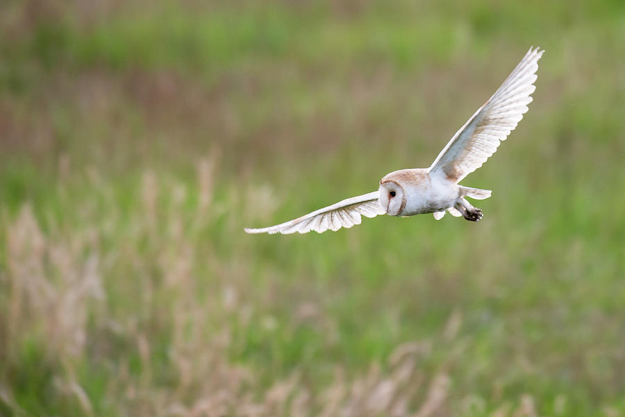 Barn Owl In Flight Wild Photograph by James Warwick