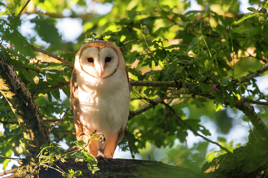 Barn Owl In Oak Tree Wild Photograph by James Warwick