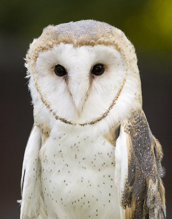Barn Owl Photograph by Jack Nevitt