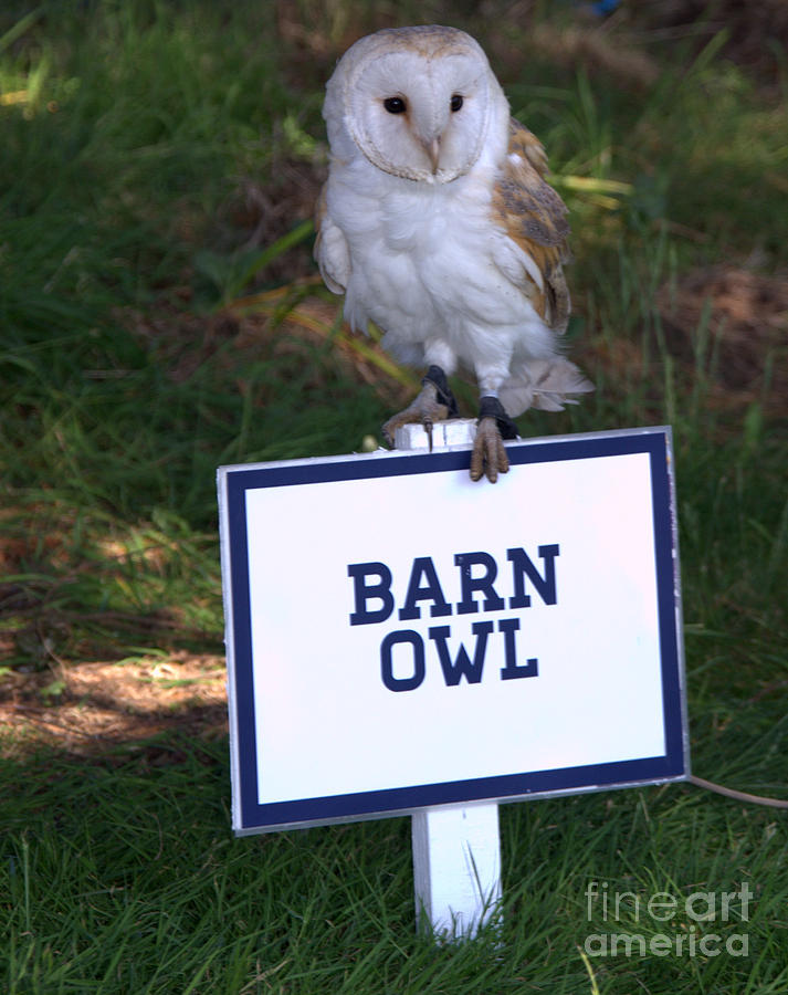 Owl Photograph - Barn Owl by Joe Cashin