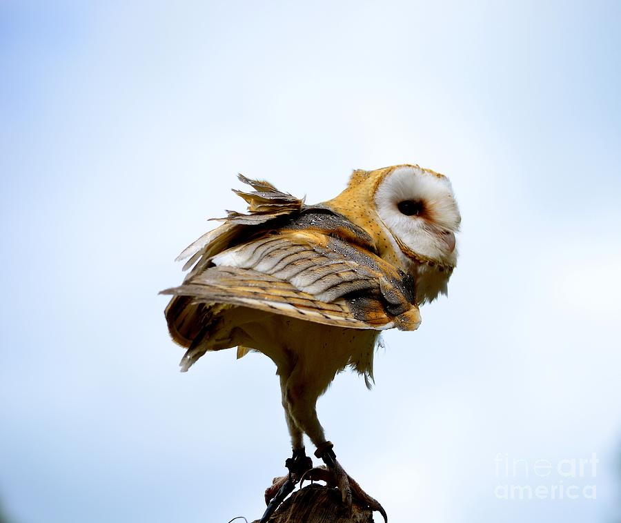 Barn Owl Photograph by Johanne Peale