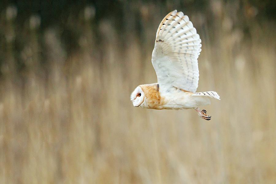 Barn Owl Photograph by John Devries - Fine Art America