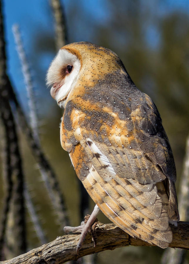 Barn Owl Photograph by Kathleen Bishop