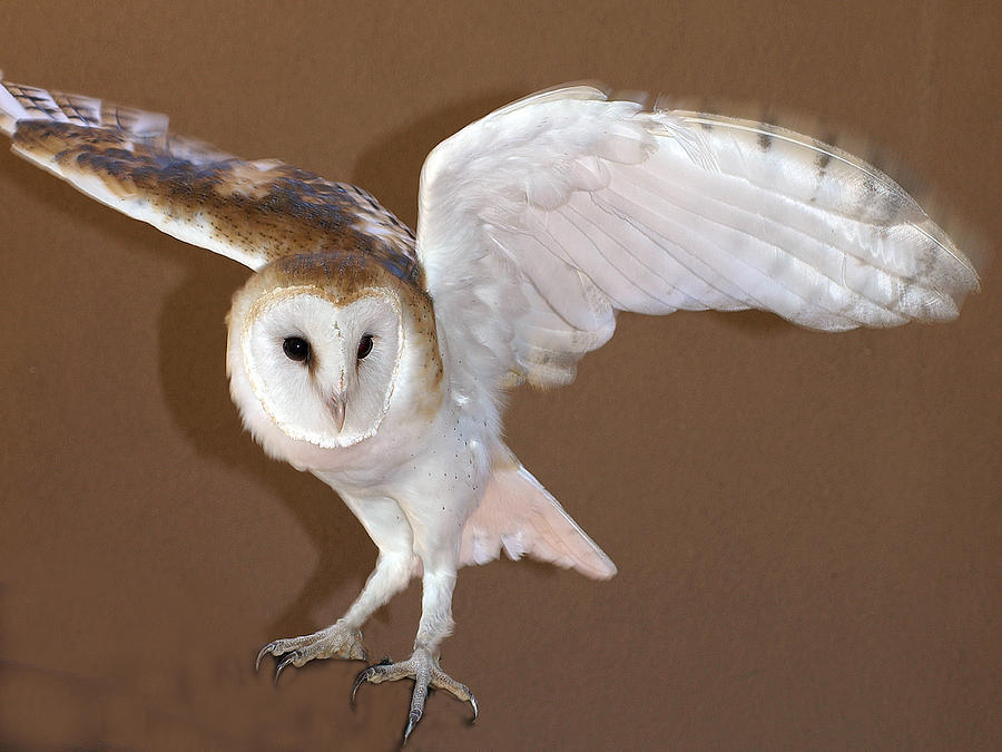 Barn Owl Landing Photograph by Carolyn Waissman | Fine Art America