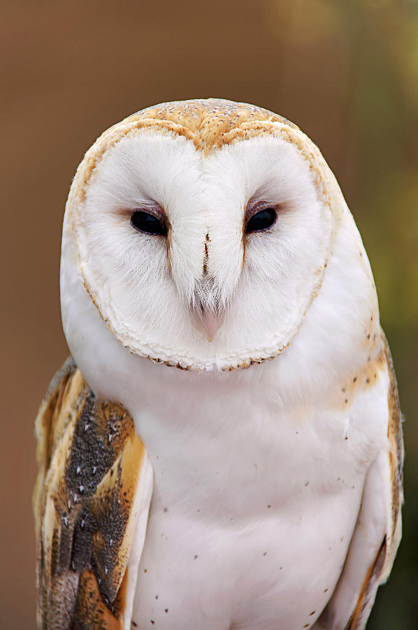 Barn Owl Photograph by Leda Robertson