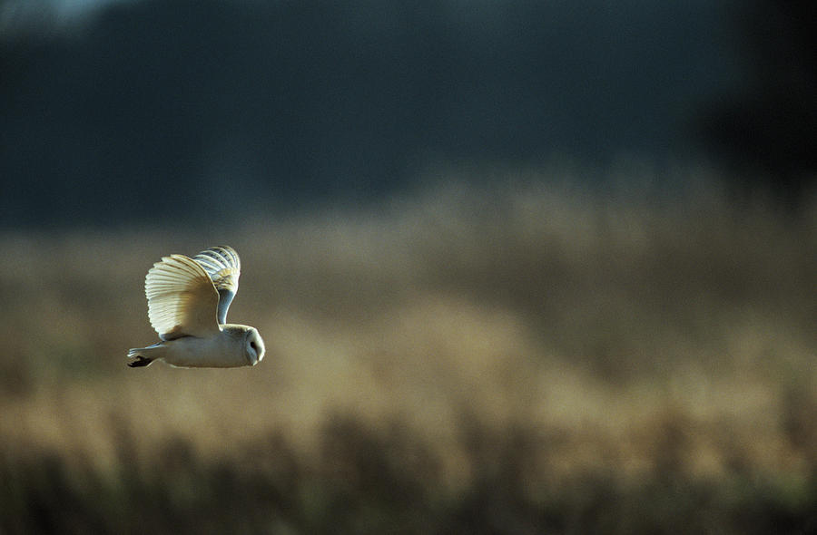 Barn Owl Photograph by Science Photo Library Barn Owl Photograph by Science Photo Library