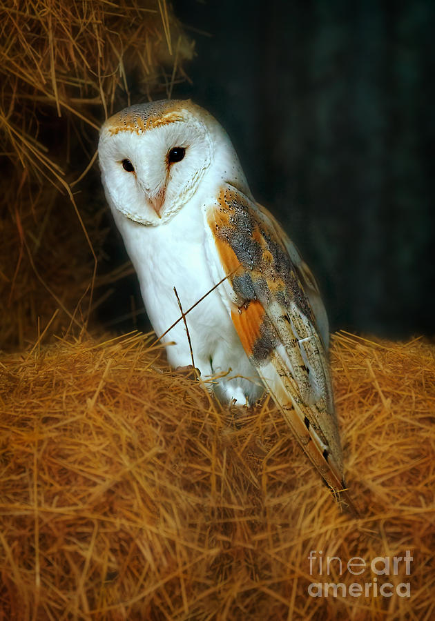 Barn Owl Photograph by Louise Heusinkveld