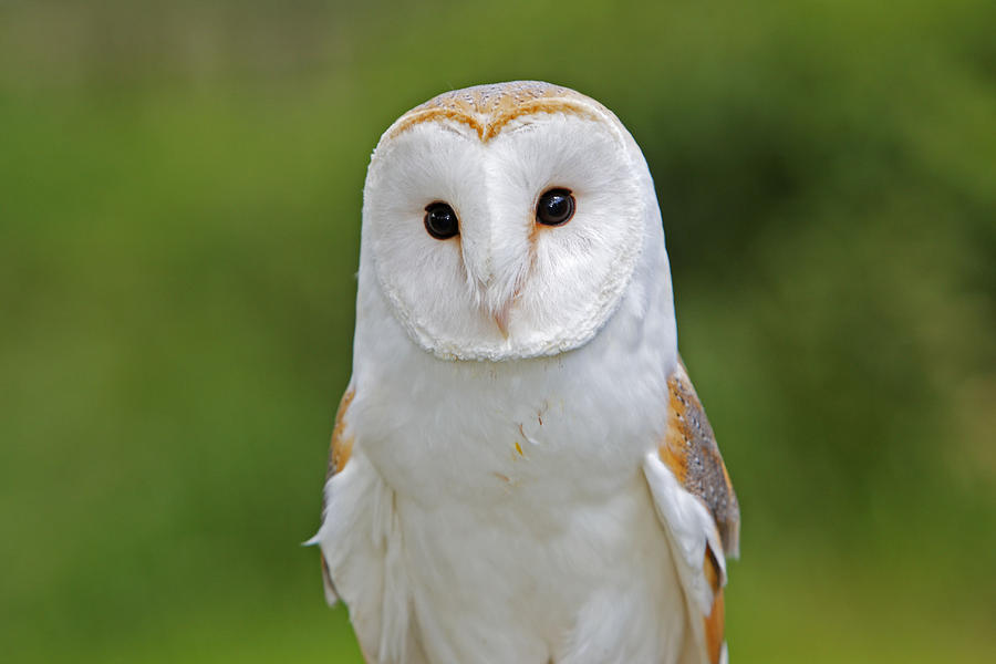 Barn Owl Photograph by M. Watson