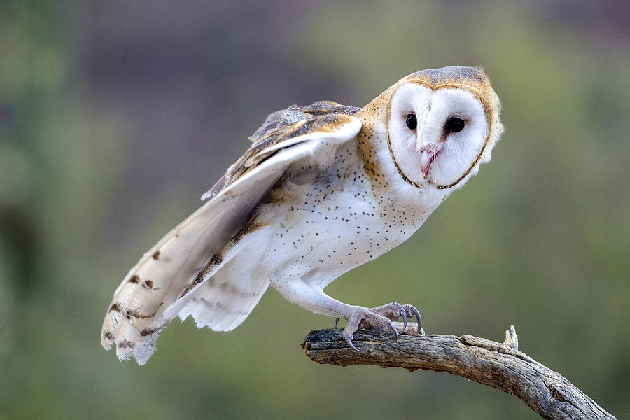 Barn Owl Photograph by Mark Newman