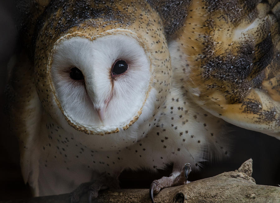 Barn Owl Photograph by Michael Hubley