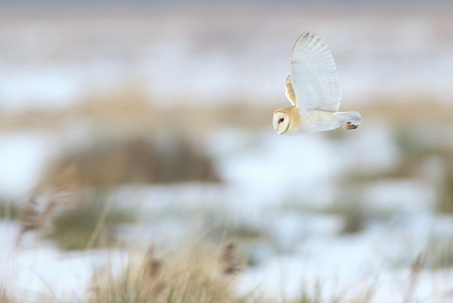 Barn Owl Photograph by Mikemcken