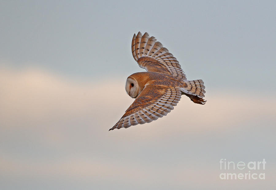 Owl Photograph - Barn Owl by Neil Bowman FLPA