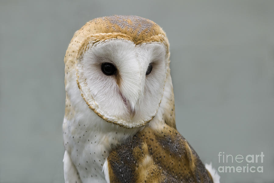 Barn Owl No. 7 Photograph by John Greco