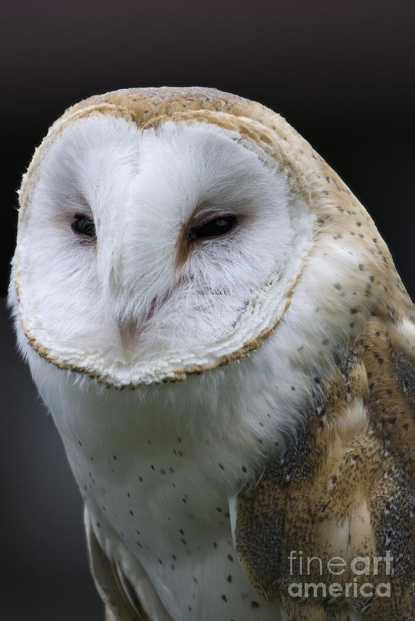 Barn Owl No.1 Photograph by John Greco