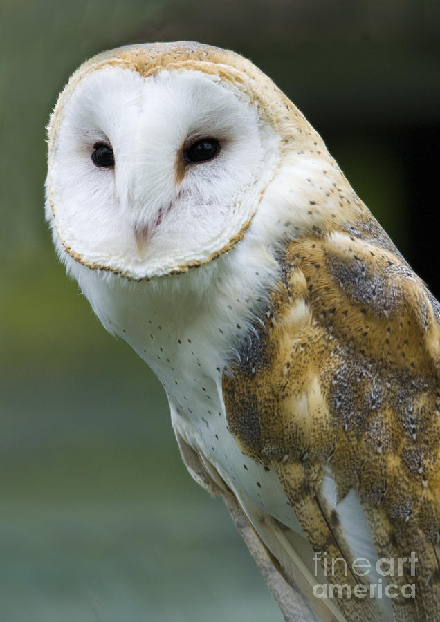 Barn Owl No.2 Photograph by John Greco