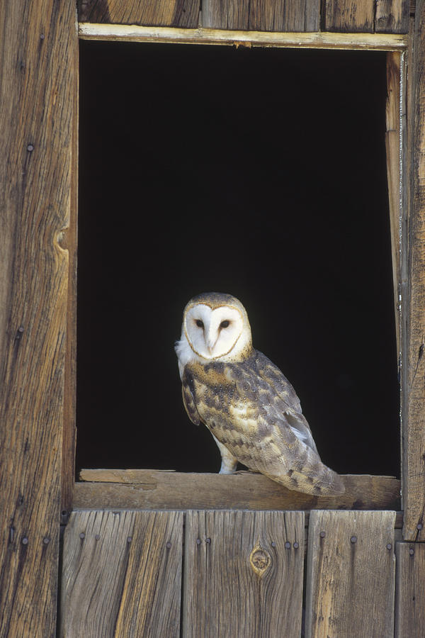 Barn Owl On Barn Window Photograph by Konrad Wothe