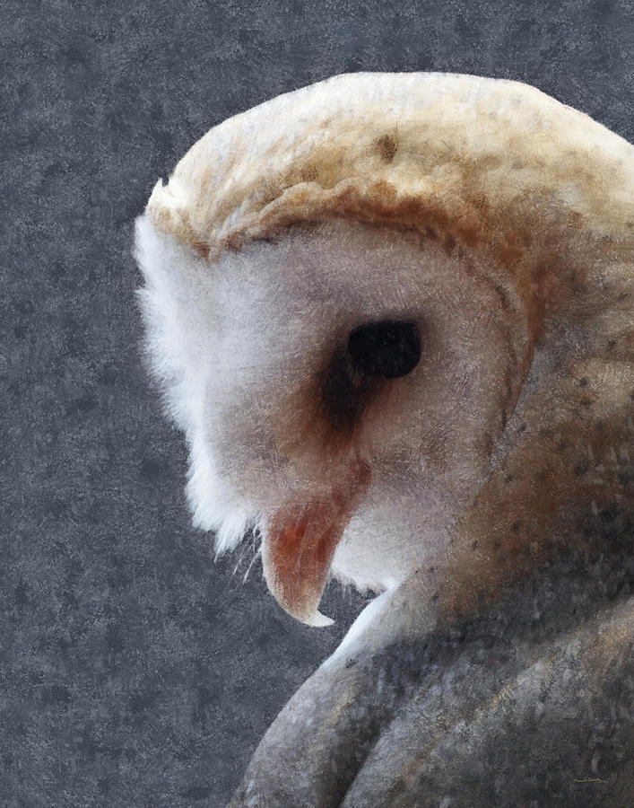 Barn Owl Painterly Digital Art by Ernest Echols