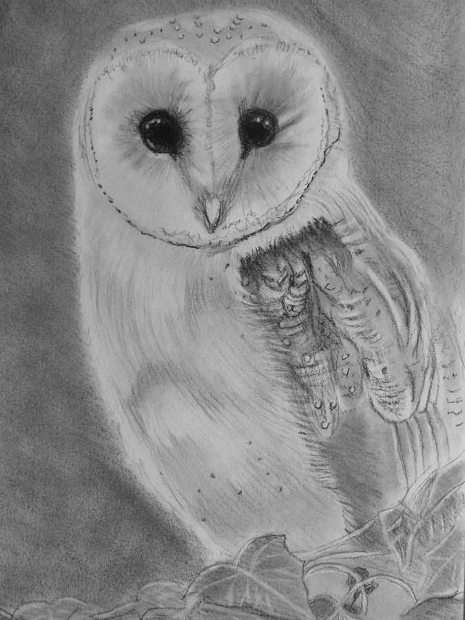 Barn Owl Drawing by Paul Blackmore - Fine Art America