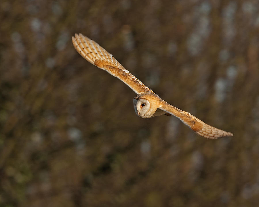 Barn Owl   Photograph by Paul Scoullar