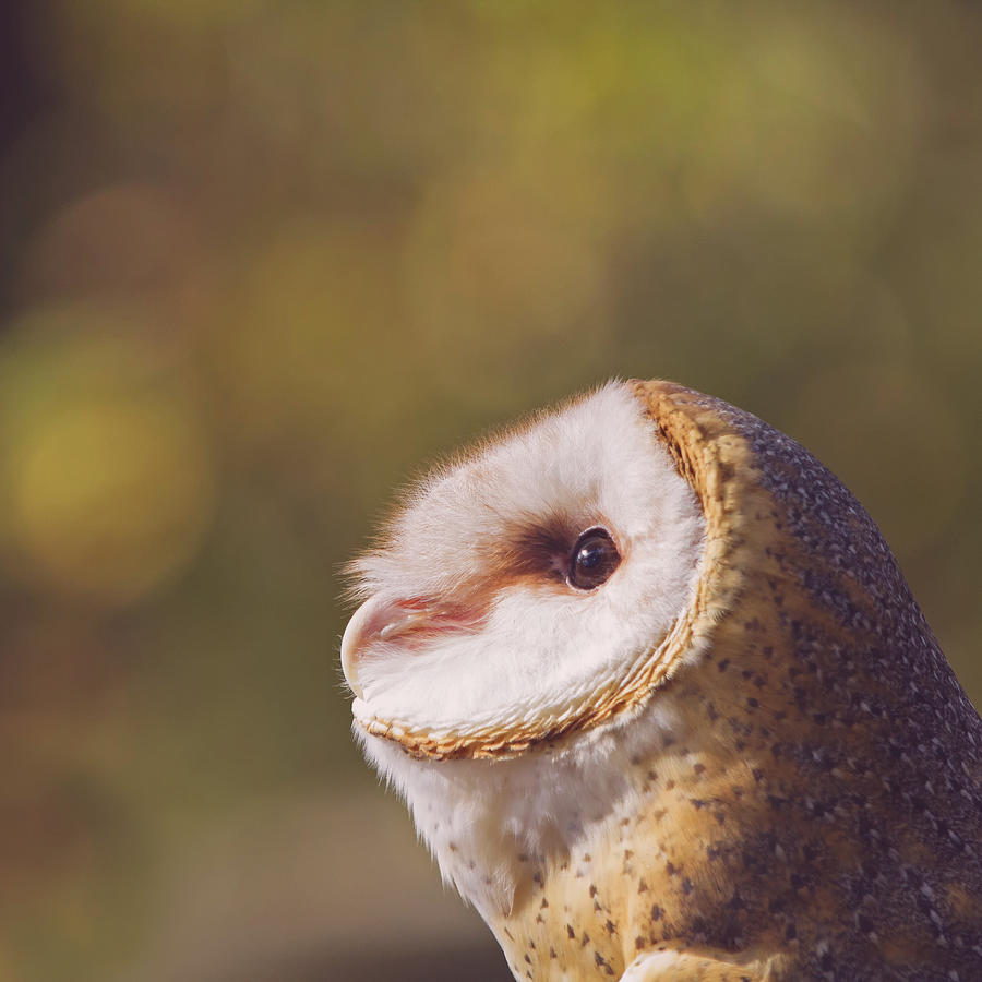 Owl Photograph - Barn Owl Photo Millie by Stephanie McDowell