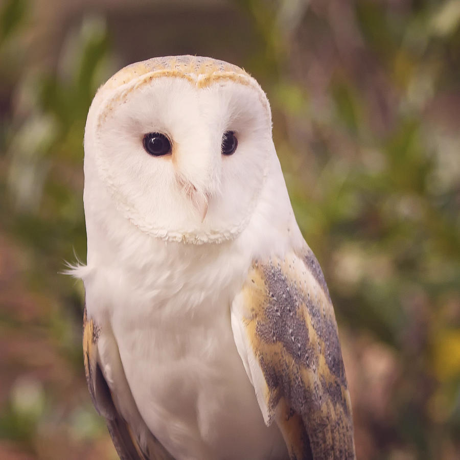Owl Photograph - Barn Owl Photo Milton by Stephanie McDowell