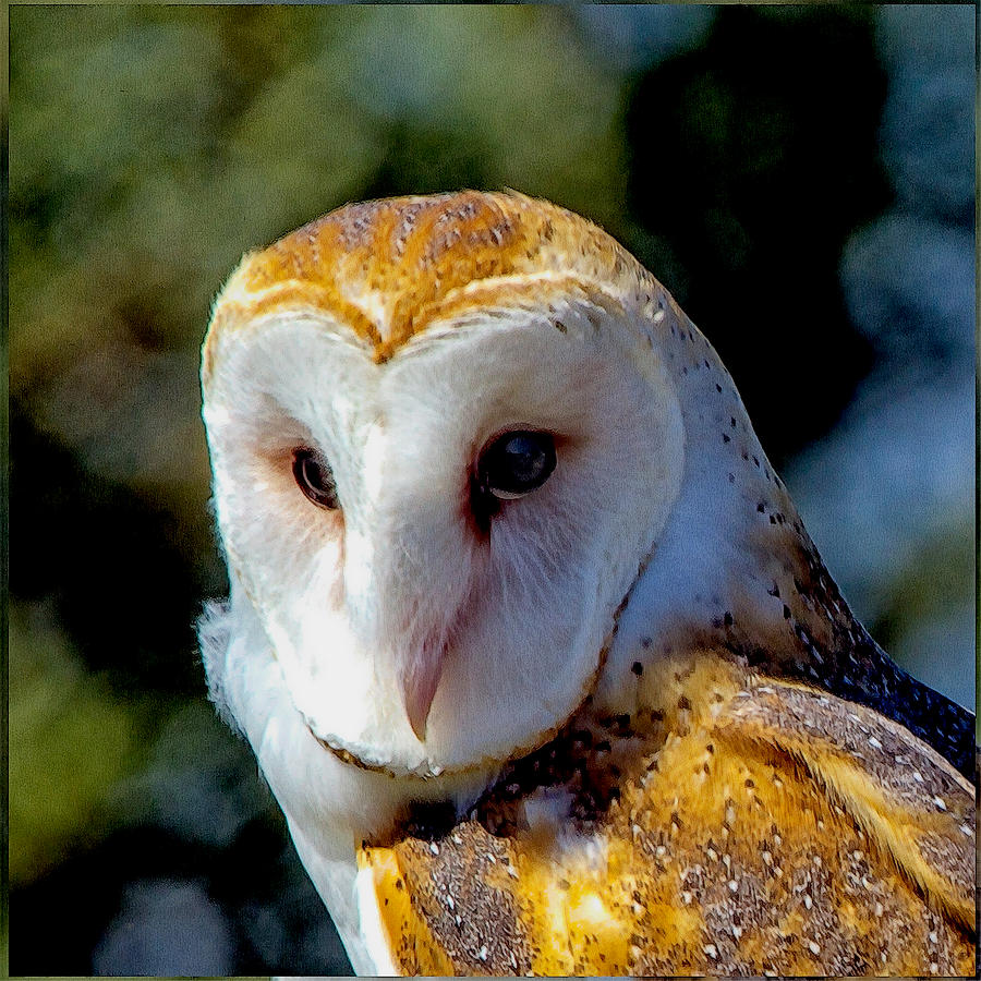 Barn Owl Portrait Photograph by Constantine Gregory