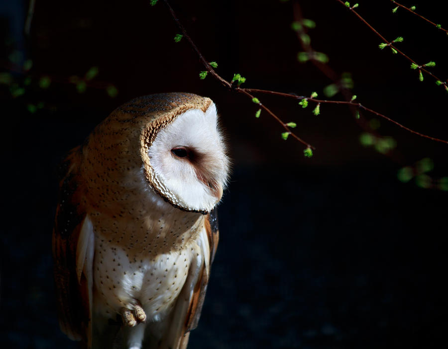 Barn Owl Portrait Photograph