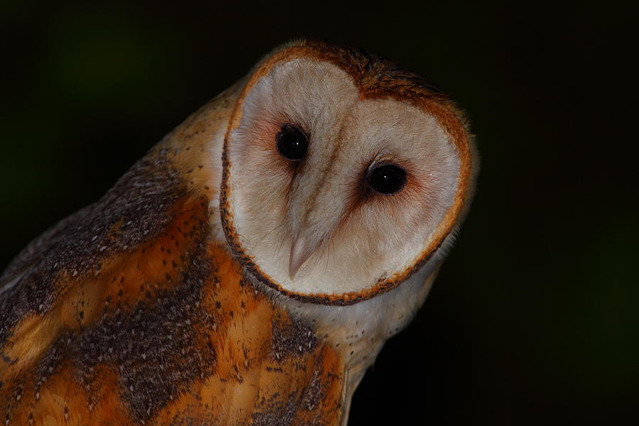 Barn Owl Portrait III Photograph by Bruce J Robinson