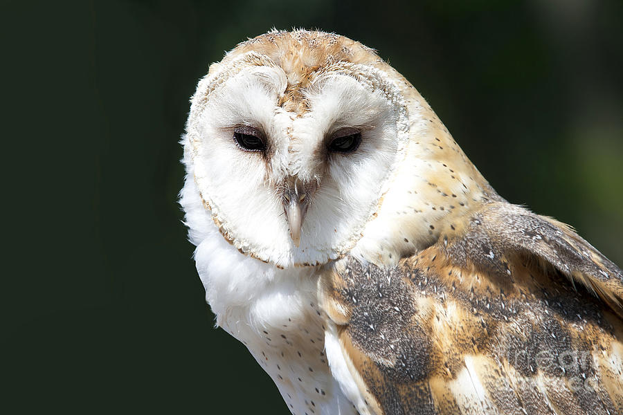 Barn Owl Posing Photograph by Colin Cuthbert - Fine Art America