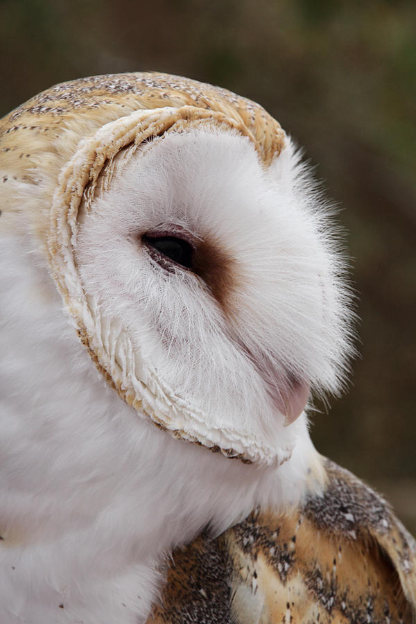 Barn Owl Profile Photograph by Theo