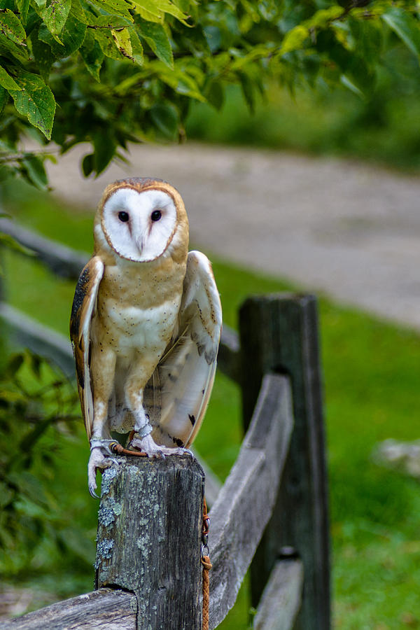 Barn Owl Photograph by Randy Scherkenbach