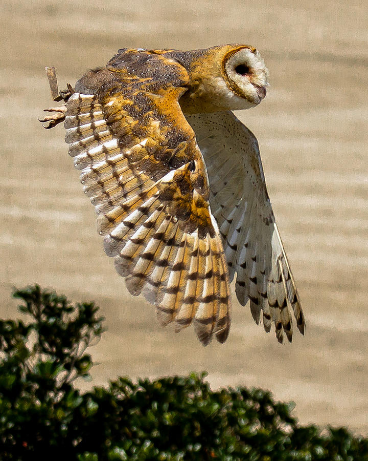 Barn Owl Photograph by Robert L Jackson