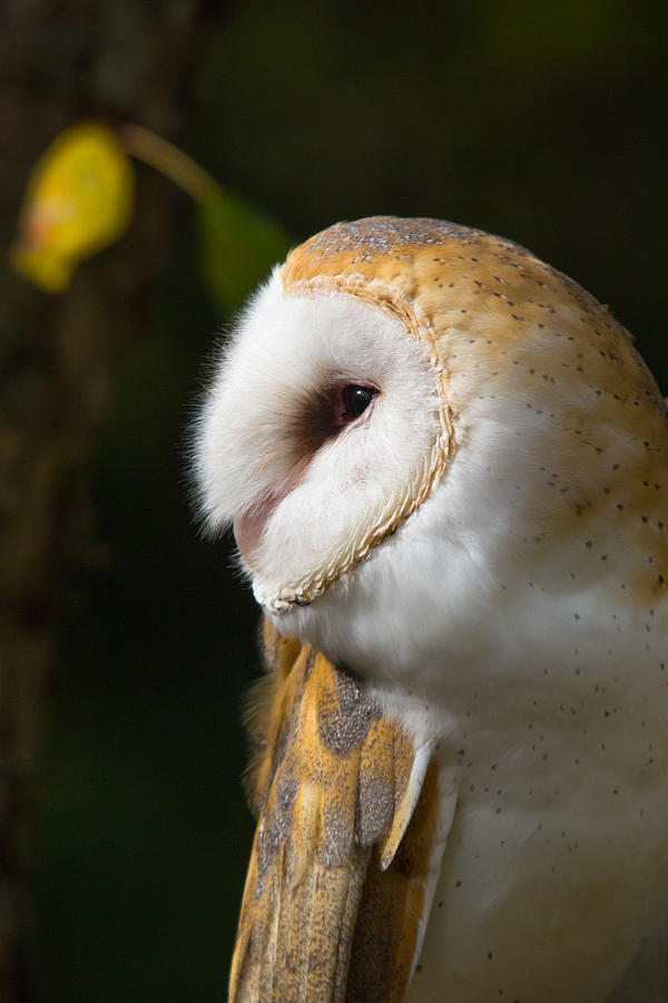 Barn Owl Photograph by Robert Storost - Fine Art America