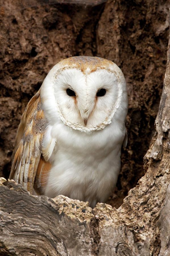 Barn Owl Roosting Photograph by Steve Allen/science Photo Library ...