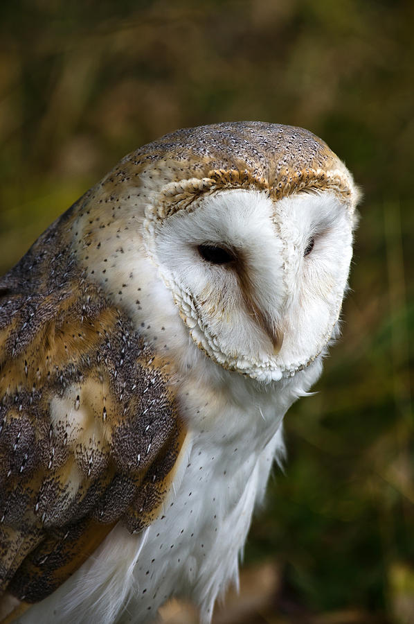 Barn Owl Photograph by Scott Carruthers