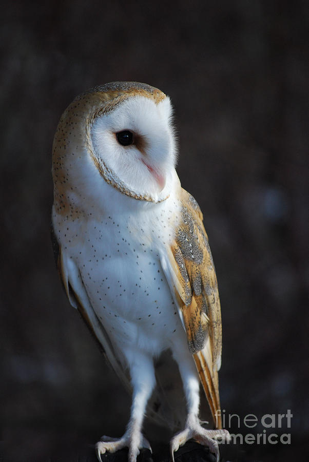 Barn Owl Photograph by Sharon Elliott