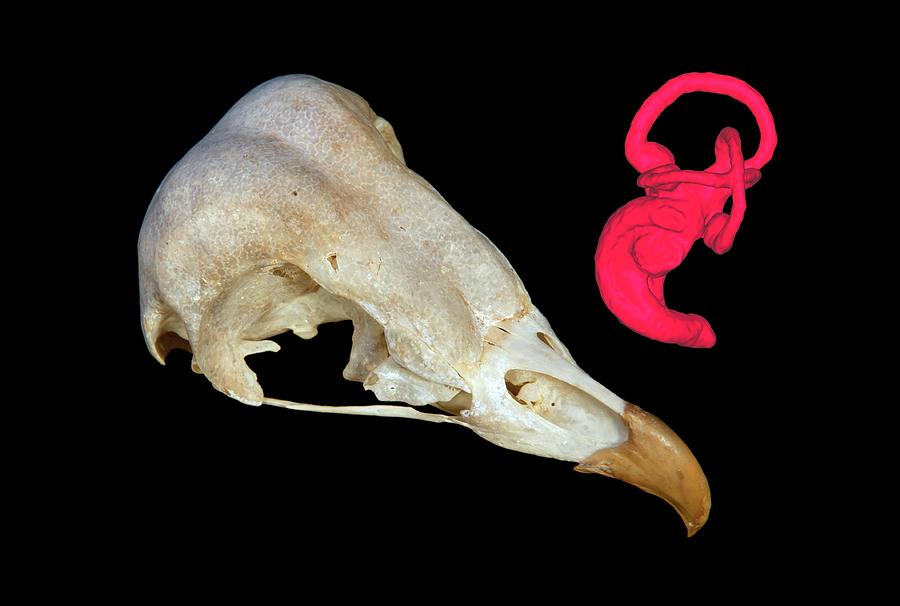 Barn Owl Skull And Inner Ear Model Photograph by Pascal Goetgheluck/science Photo Library
