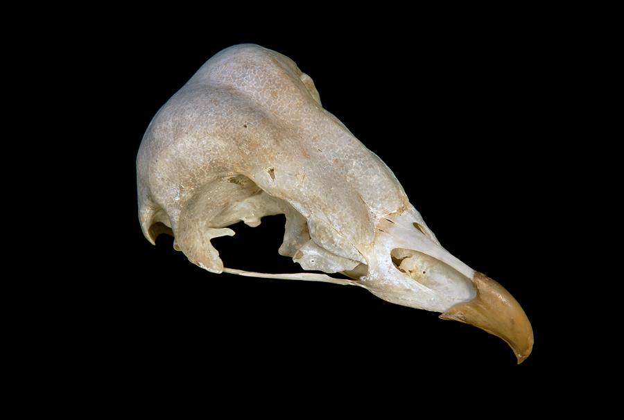 Barn Owl Skull Photograph by Science Photo Library Barn Owl Skull Photograph by Science Photo Library